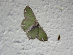 Eucyclodes erymnodes