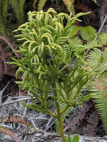 staghorn clubmoss (Palhinhaea cernua)