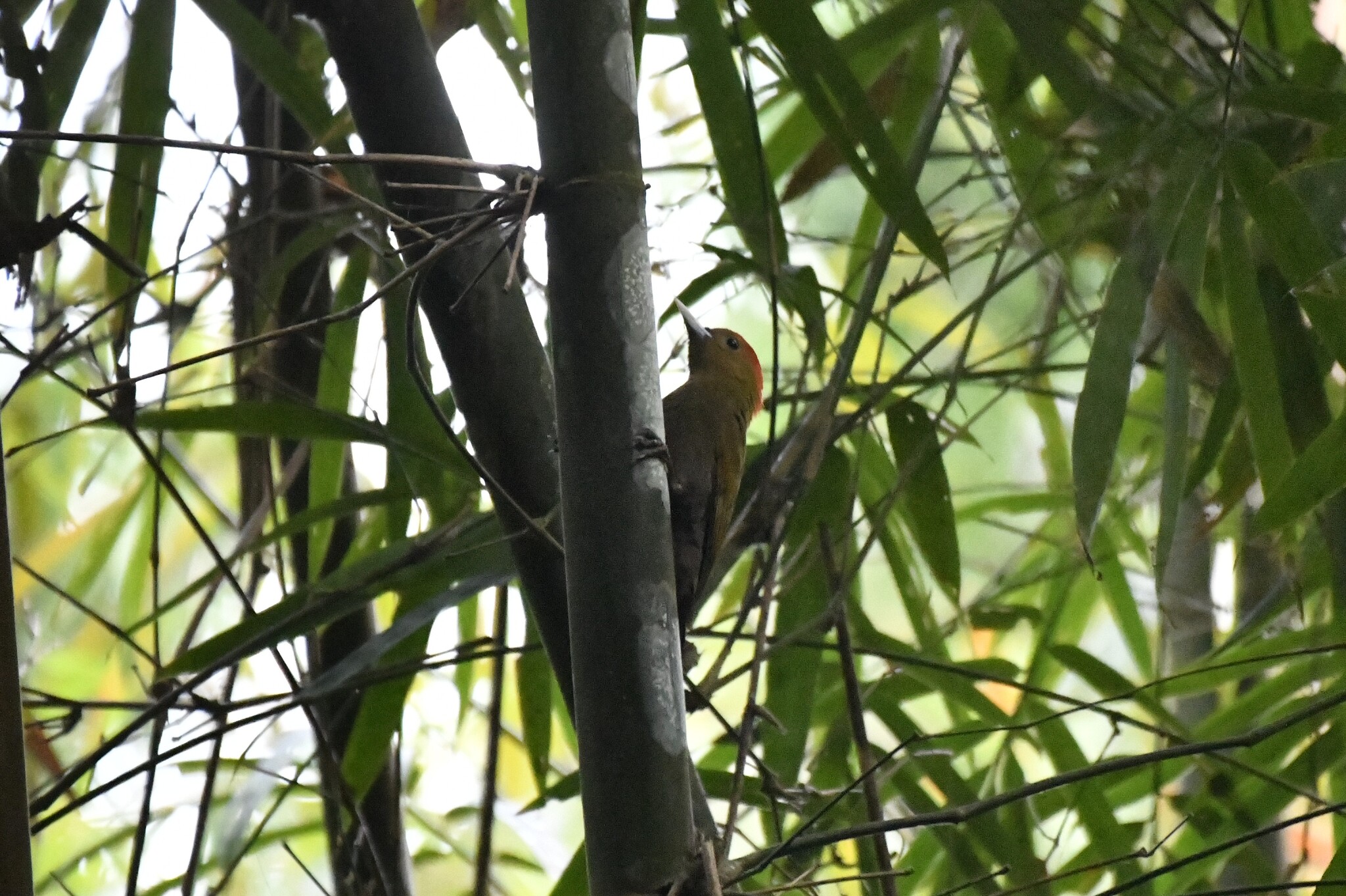 Bamboo Woodpecker (Gecinulus viridis), photo 6