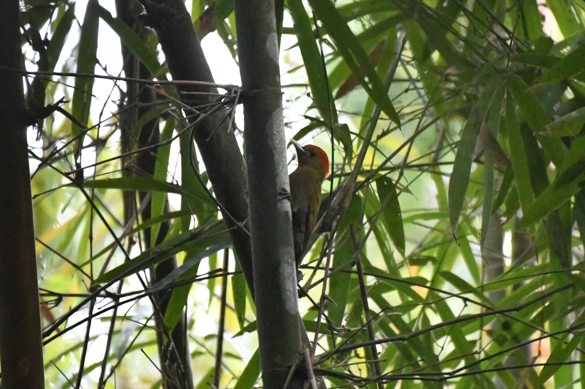 Bamboo Woodpecker (Gecinulus viridis), photo 7