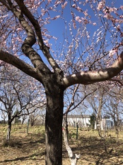Prunus davidiana