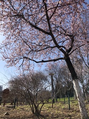 Prunus davidiana