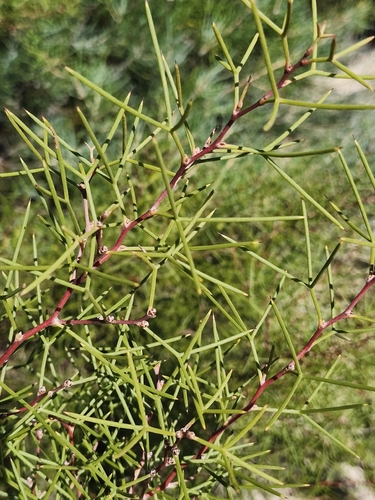 Two-leaf Hakea (Hakea trifurcata)