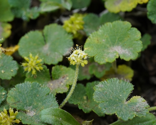Hydrocotyle bonplandii