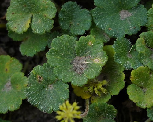Hydrocotyle bonplandii, photograph 1
