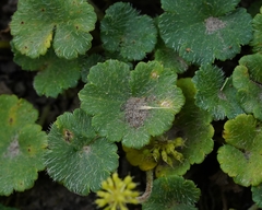 Hydrocotyle bonplandii, photograph (c) Esteban Poveda, some rights reserved (CC BY)