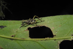 Cryptoderma