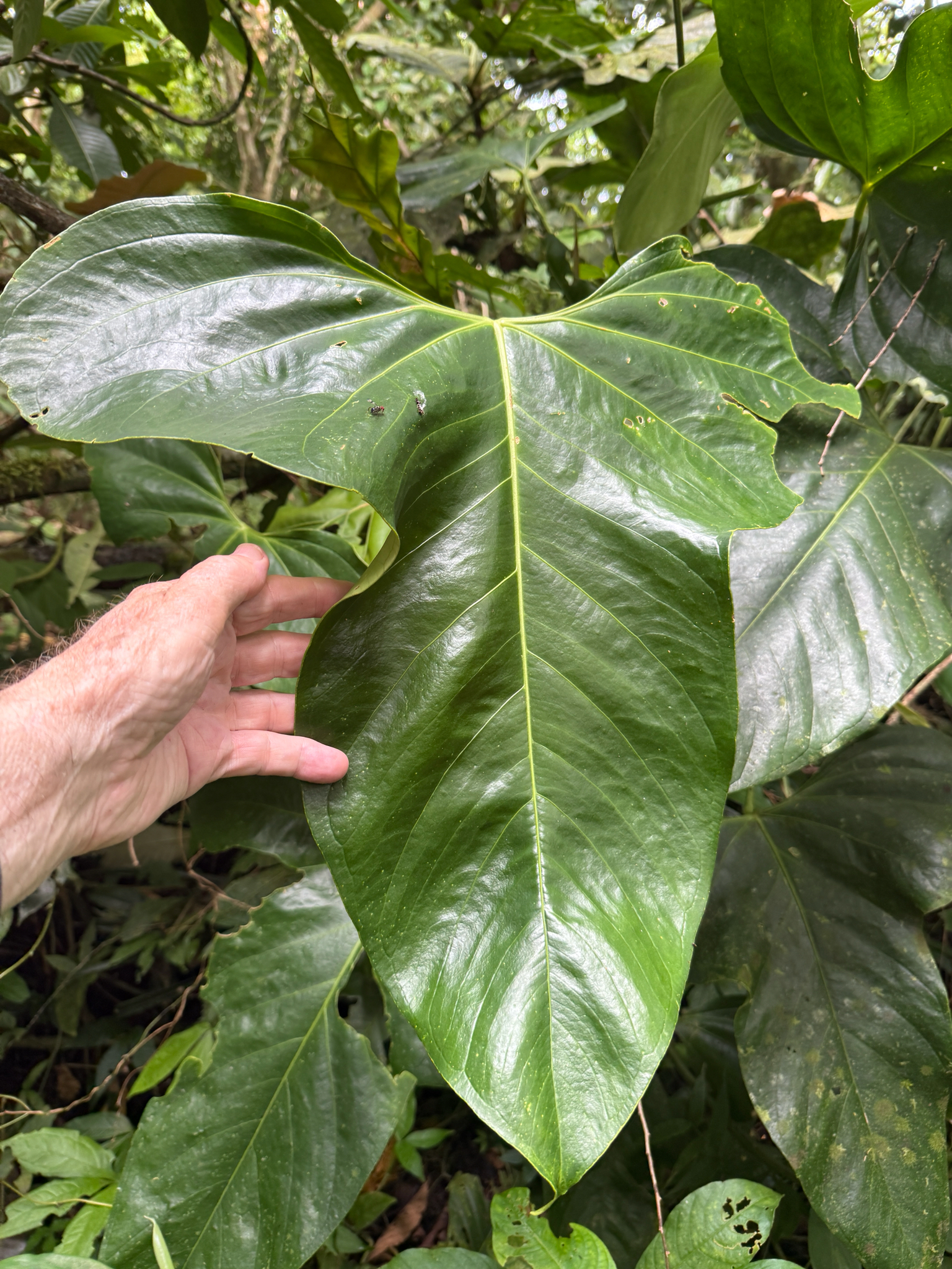 Anthurium subsignatum