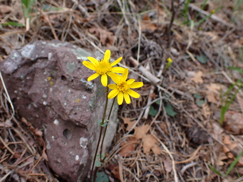 bittercress ragwort (Packera cardamine)
