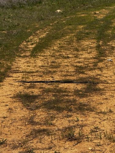 Black Kingsnake