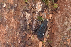 Penthicodes bimaculatus