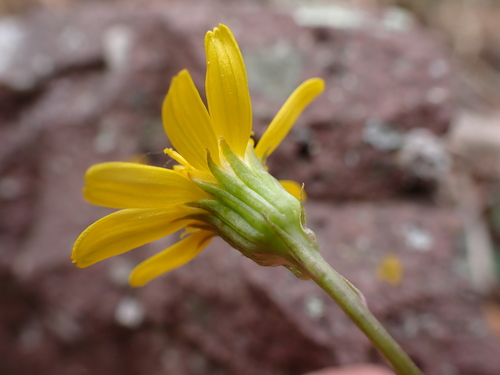 Packera cardamine