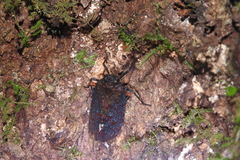 Penthicodes bimaculatus