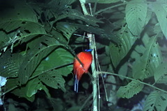 Harpactes duvaucelii