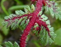 Synchytrium papillatum