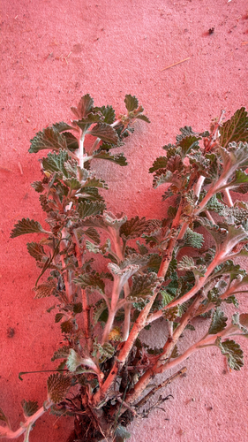 White Horehound