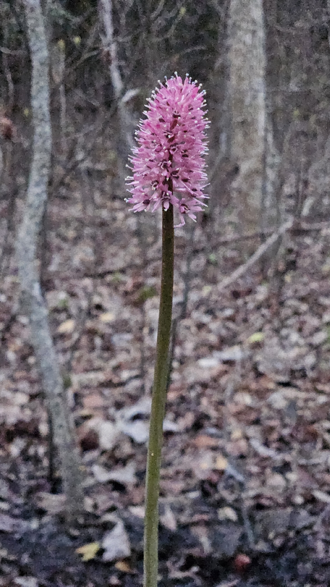 Swamp Pink (Helonias bullata)