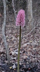 (c) Sam Bucciarelli, some rights reserved (CC BY) Helonias bullata, photograph (c) Sam Bucciarelli, some rights reserved (CC BY)