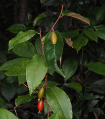 Elaeagnus triflora
