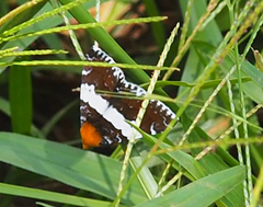 Buzara latizona