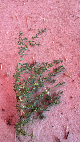 ruby saltbush