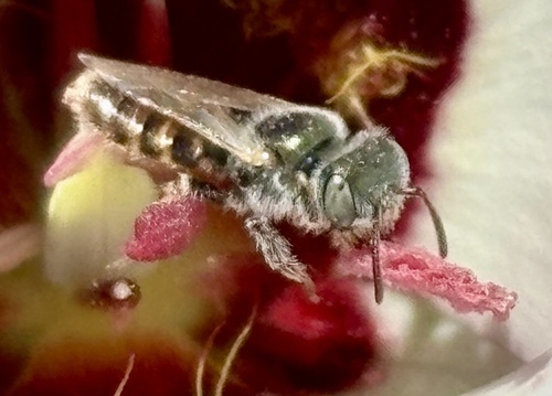 iNaturalist observation photo of Pygoperdita