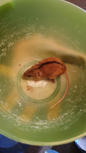 セスジネズミ