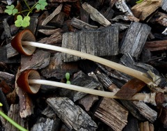 Psathyrella atrospora