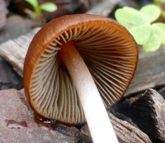 Psathyrella atrospora