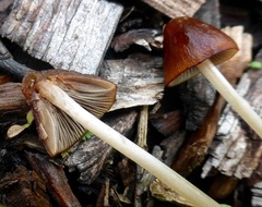 Psathyrella atrospora