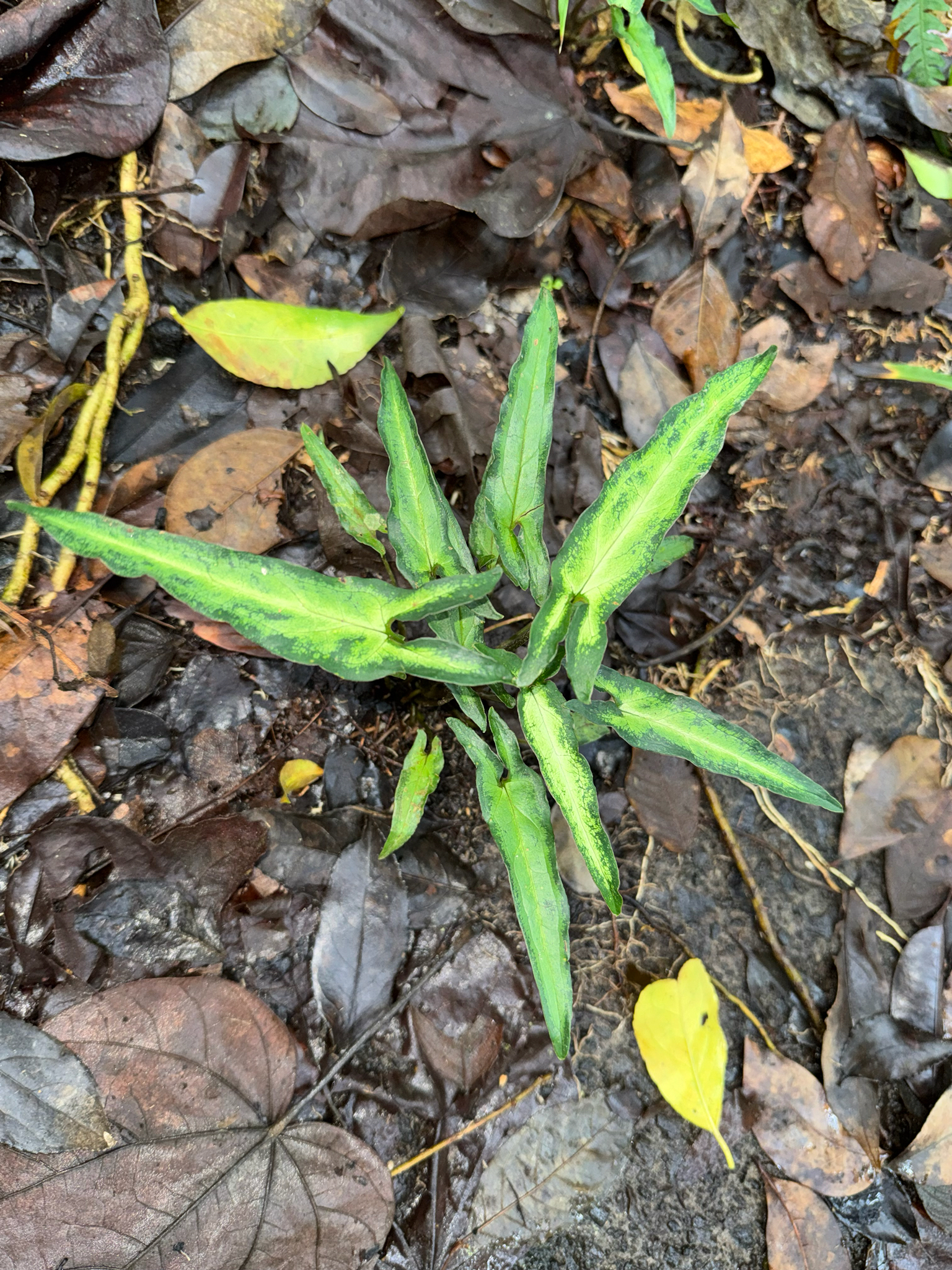Goosefoot-Plant (Syngonium podophyllum)