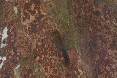 Exilisciurus exilis