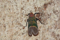 Scamandra rosea
