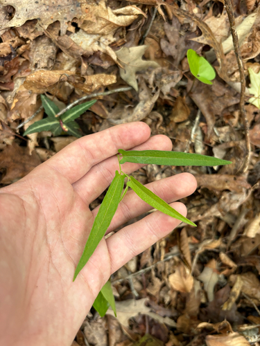 Virginia snakeroot (Aristolochia serpentaria)