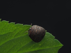 Phyllomegacopta majuscula