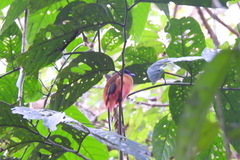 Harpactes duvaucelii