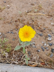 Geraea