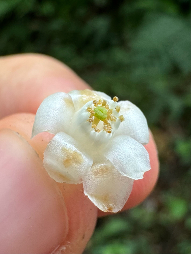 Martinique sweetleaf (Symplocos martinicensis)