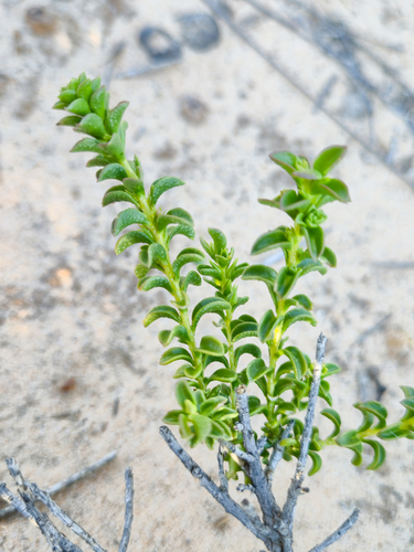 Thick-leaf Emubush (Eremophila crassifolia)