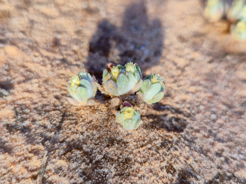 flannel cudweed (Actinobole uliginosum)