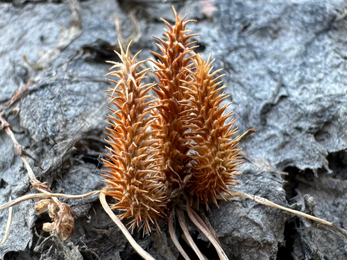 vernal pool mousetail (Myosurus sessilis)