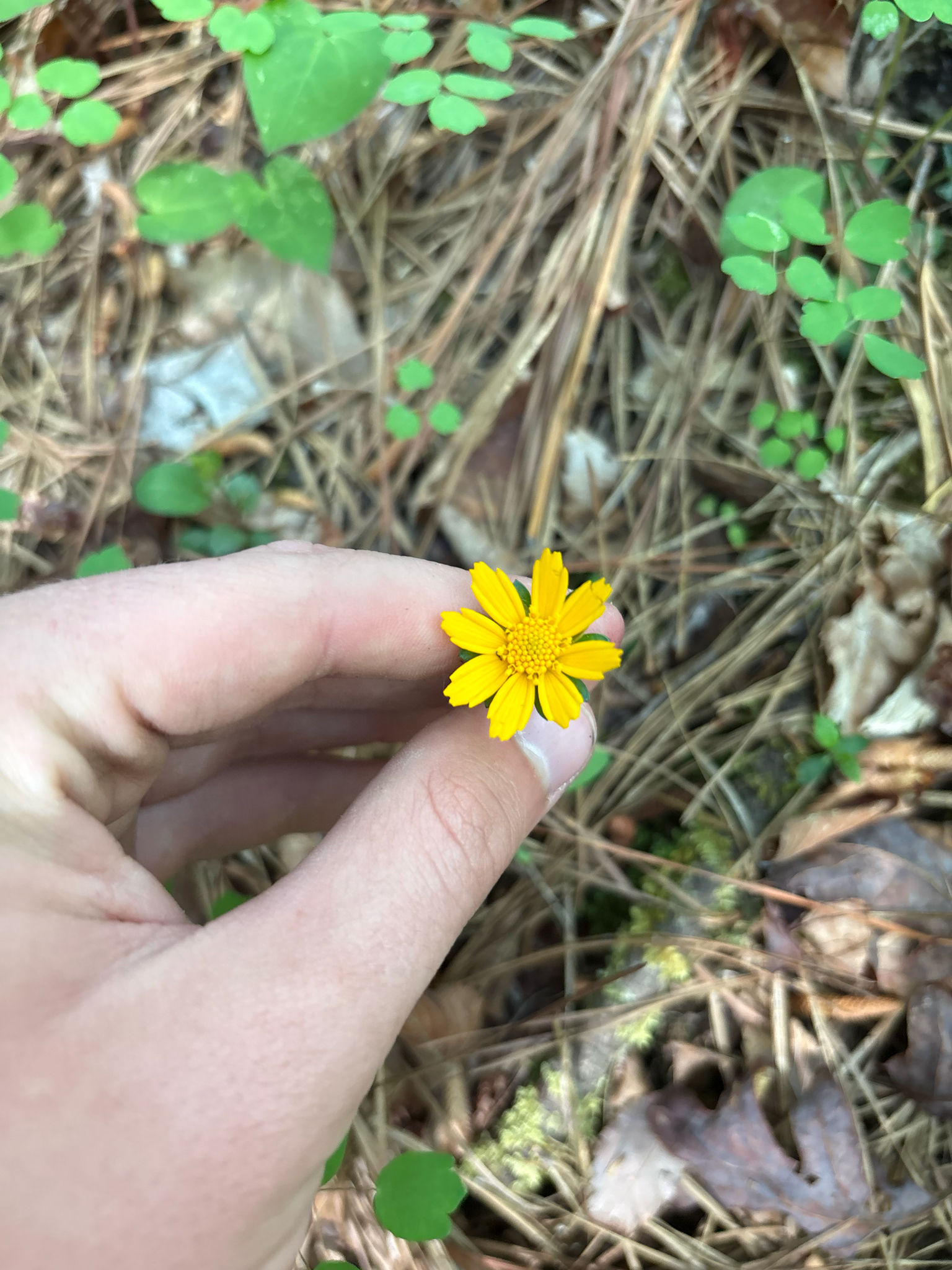 Lobed Tickseed (Coreopsis auriculata)