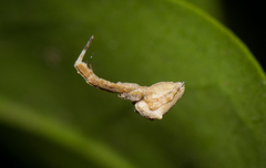 Uloborus barbipes