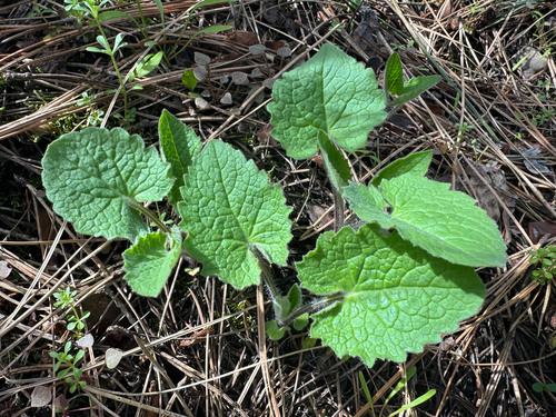 heartleaf arnica (Arnica cordifolia)
