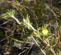 Phyllota pleurandroides
