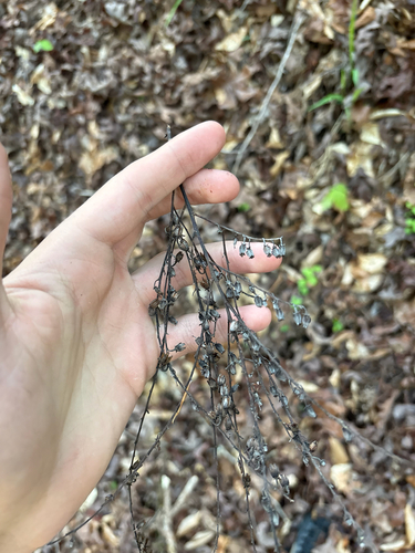 sourwood (Oxydendrum arboreum)