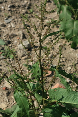 Rumex patientia