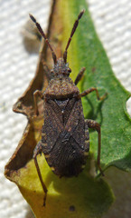 Ceraleptus pacificus