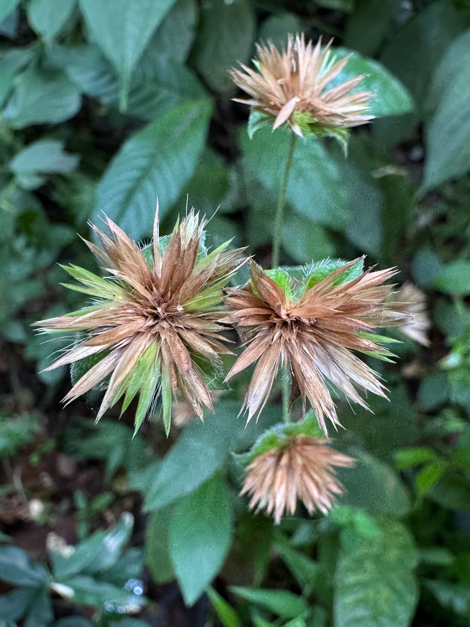 Soft Elephantsfoot (Elephantopus mollis)