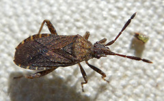 Ceraleptus pacificus